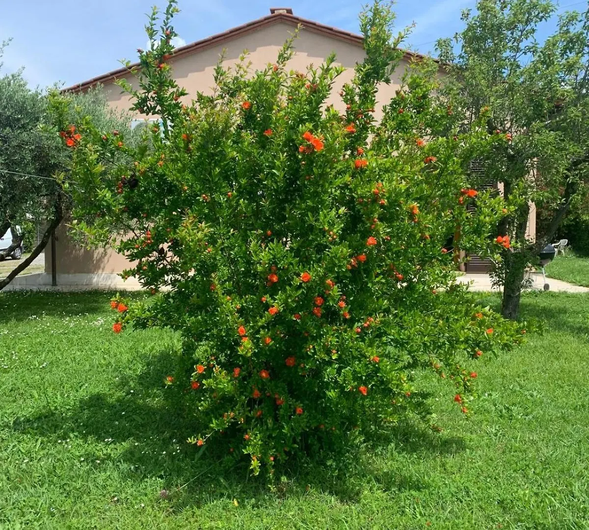 Holiday home L Olivo Villa Lucca